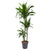 Drachenbaum ‚Janet Craig' – Dracaena fragrans – Ø 24 cm · 150 cm