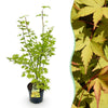 Japanischer Ahorn ‚Summergold' – Acer palmatum