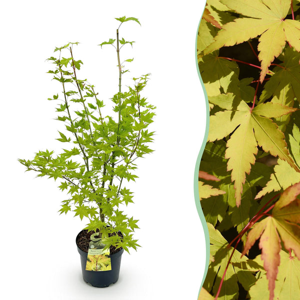 Japanischer Ahorn ‚Summergold' – Acer palmatum