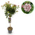 Lorbeerblättriger Schneeball Stämmchen ‚Eve Price' – Viburnum tinus