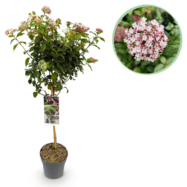 Lorbeerblättriger Schneeball Stämmchen ‚Eve Price' – Viburnum tinus