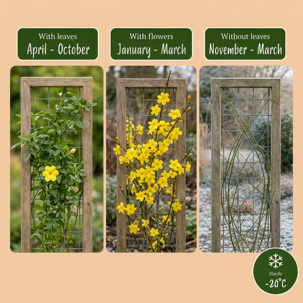 Winterjasmin – Jasminum nudiflorum – Ansicht 4