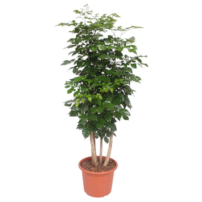 Zimmeresche – Radermachera hainanensis
