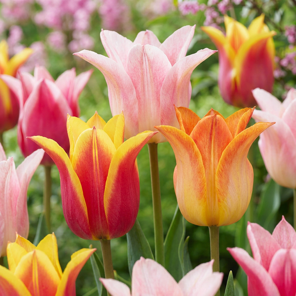 Tulpe ‚Ballade Mix' – Tulipa