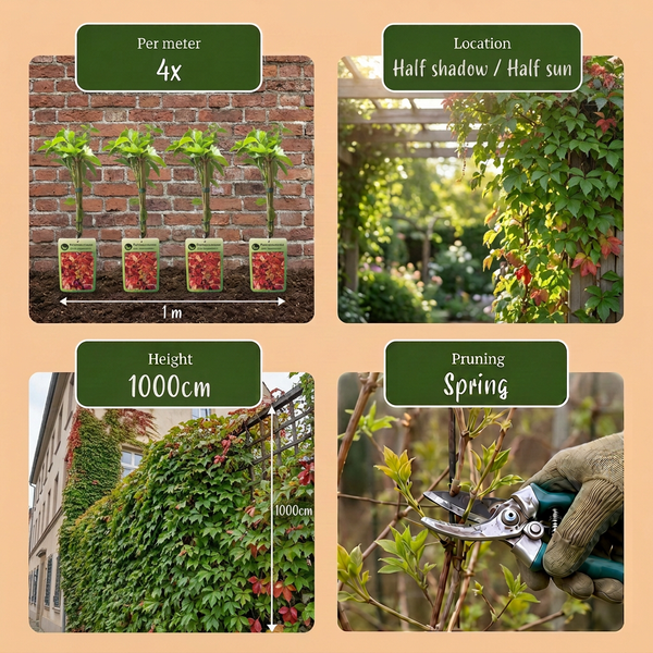 Wilder Wein ‚Engelmannii' – Parthenocissus quinquefolia – Ansicht 6