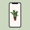 Einblatt ‚Diamond' – Spathiphyllum wallisii – Ansicht 9