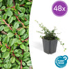 Teppich-Zwergmispel ‚Streib's Findling' – Cotoneaster procumbens