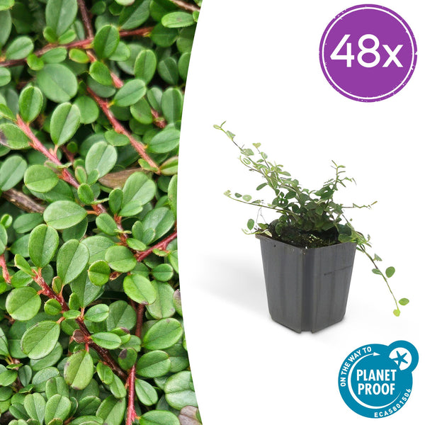 Teppich-Zwergmispel ‚Streib's Findling' – Cotoneaster procumbens