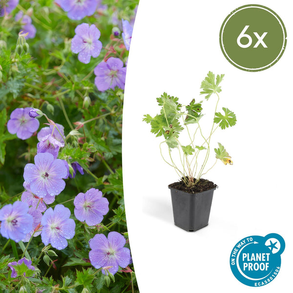 Storchschnabel ‚Rozanne' – Geranium – Ø 9 cm · 10–25 cm, 6 Stück