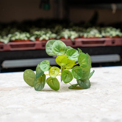 Kanonierblume ‚Mini Bush' – Pilea