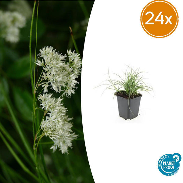 Schneemarbel – Luzula nivea