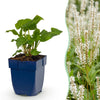 Kerzenknöterich ‚Alba' – Persicaria amplexicaulis