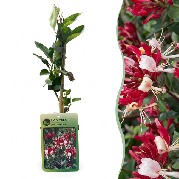 Waldgeißblatt ‚Serotina' – Lonicera periclymenum