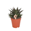 Haworthia limifolia