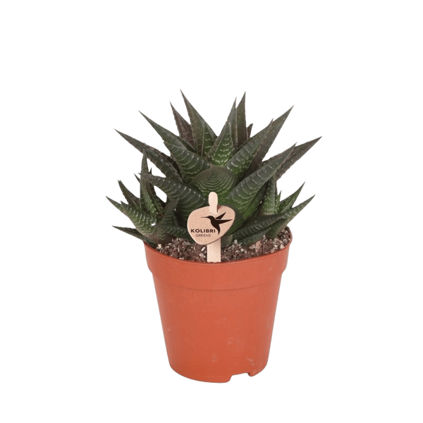 Haworthia limifolia