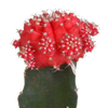 Kakteen-Set „Euphorbia & Gymnocalycium“ – Euphorbia meloformis variegata und Gymnocalycium – Ansicht 5