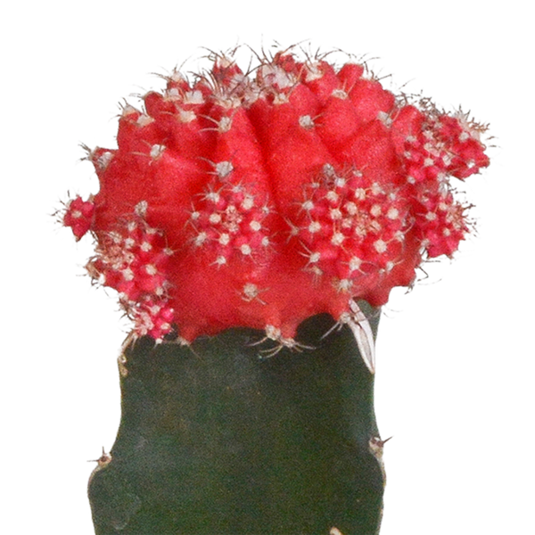 Kakteen-Set „Euphorbia & Gymnocalycium“ – Euphorbia meloformis variegata und Gymnocalycium – Ansicht 5