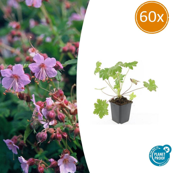 Balkan-Storchschnabel ‚Ingwersen's Variety' – Geranium macrorrhizum