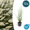 Lampenputzergras ‚Hameln' – Pennisetum alopecuroides