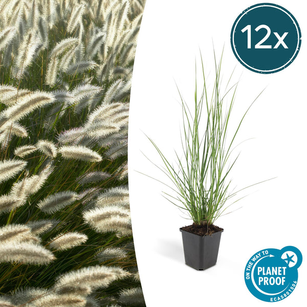 Lampenputzergras ‚Hameln' – Pennisetum alopecuroides