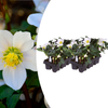 Christrose ‚Christmas Carol' – Helleborus niger – 15 cm, 12 Stück