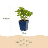 Chinesische Prachtspiere ‚Pumila' – Astilbe chinensis – Ansicht 3