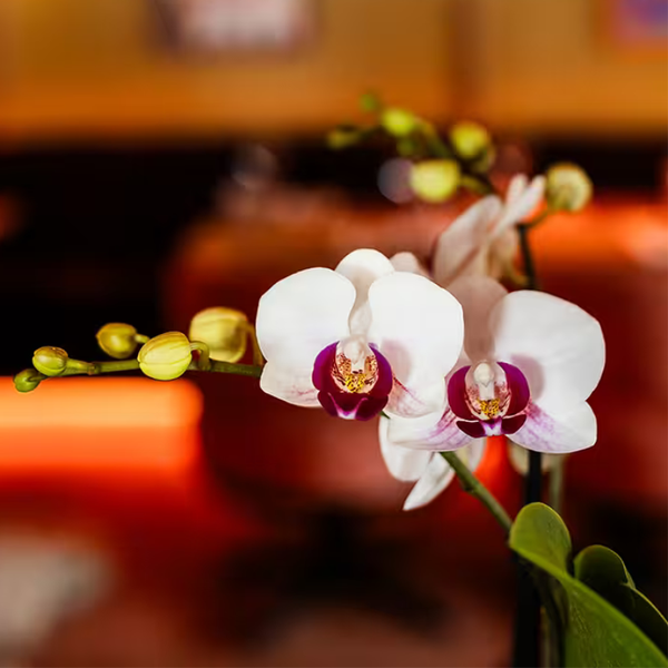 Geschenk-Set „Large White" – Orchidee ‚Gibraltar' mit Grünpflanzen – Ansicht 2
