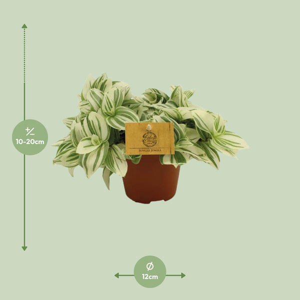 Dreimasterblume ‚Brightness' – Tradescantia – Ansicht 2