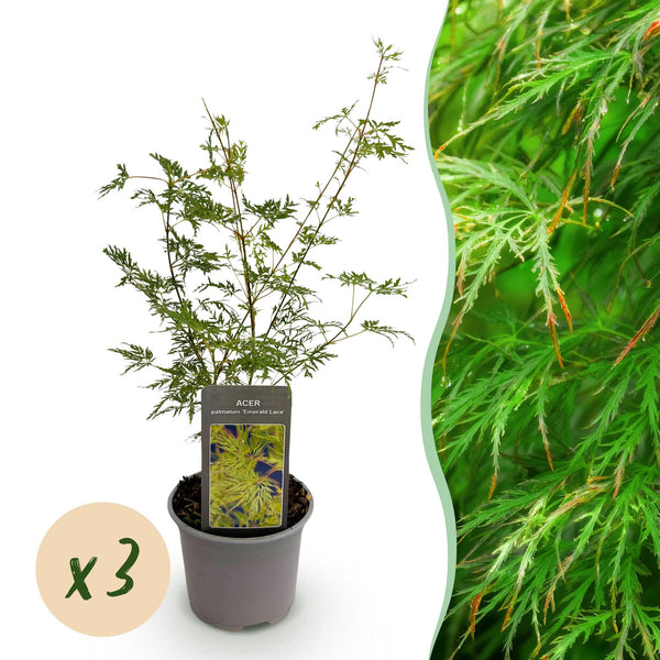 Fächerahorn ‚Emerald Lace' – Acer palmatum