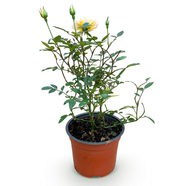 Rose ‚Tricolor Fairy' – Rosa – Ansicht 2