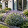 Lavendel ‚Dwarf Blue' – Lavandula angustifolia – Ansicht 6