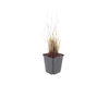Diamant-Reitgras – Calamagrostis brachytricha – Ansicht 2