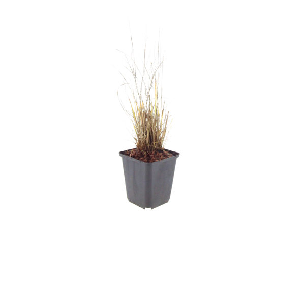 Diamant-Reitgras – Calamagrostis brachytricha – Ansicht 2