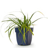 Japan-Segge ‚Evergreen' – Carex oshimensis – Ansicht 2
