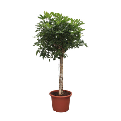 Strahlenaralie ‚Compacta' – Schefflera arboricola
