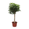 Strahlenaralie ‚Compacta' – Schefflera arboricola – Ø 35 cm · 180 cm
