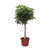 Strahlenaralie ‚Compacta' – Schefflera arboricola – Ø 35 cm · 180 cm