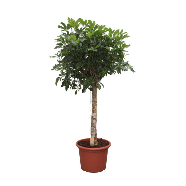 Strahlenaralie ‚Compacta' – Schefflera arboricola – Ø 35 cm · 180 cm