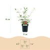 Schmetterlingsstrauch ‚Royal Red' – Buddleja davidii – Ansicht 13