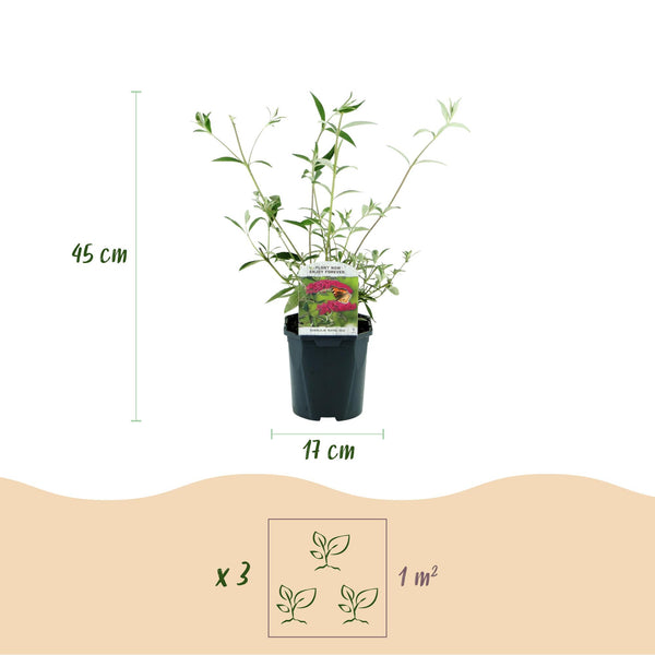 Schmetterlingsstrauch ‚Royal Red' – Buddleja davidii – Ansicht 13