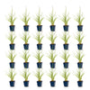 Lampenputzergras ‚Fairy Tales' – Pennisetum orientale – Ansicht 2