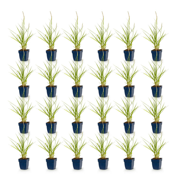 Lampenputzergras ‚Fairy Tales' – Pennisetum orientale – Ansicht 2