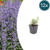 Katzenminze ‚Grol' – Nepeta