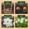 Trompeten-Narzisse ‚Mount Hood' – Narcissus – Ansicht 4