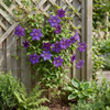 Waldrebe ‚The President' – Clematis – Ansicht 4