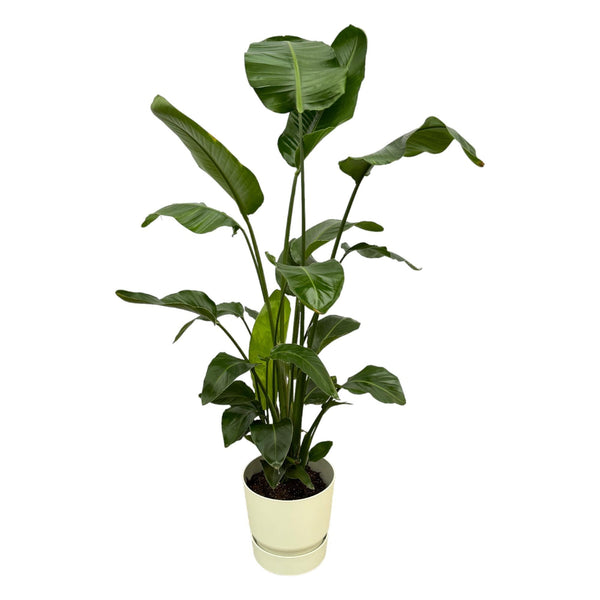 Baumstrelitzie – Strelitzia nicolai