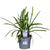Schmucklilie ‚Poppin Purple' – Agapanthus