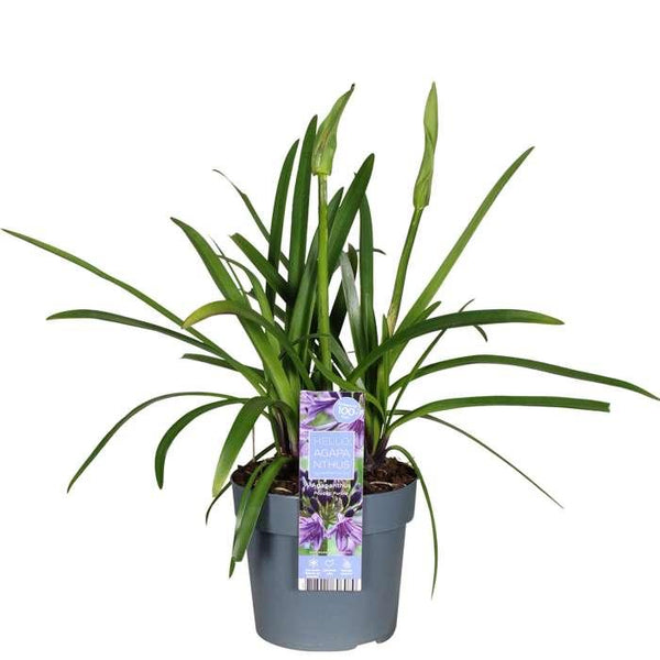 Schmucklilie ‚Poppin Purple' – Agapanthus