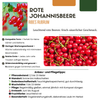 Stachelbeere – Ribes uva-crispa – Ansicht 6