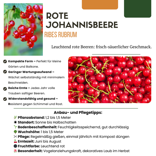 Stachelbeere – Ribes uva-crispa – Ansicht 6